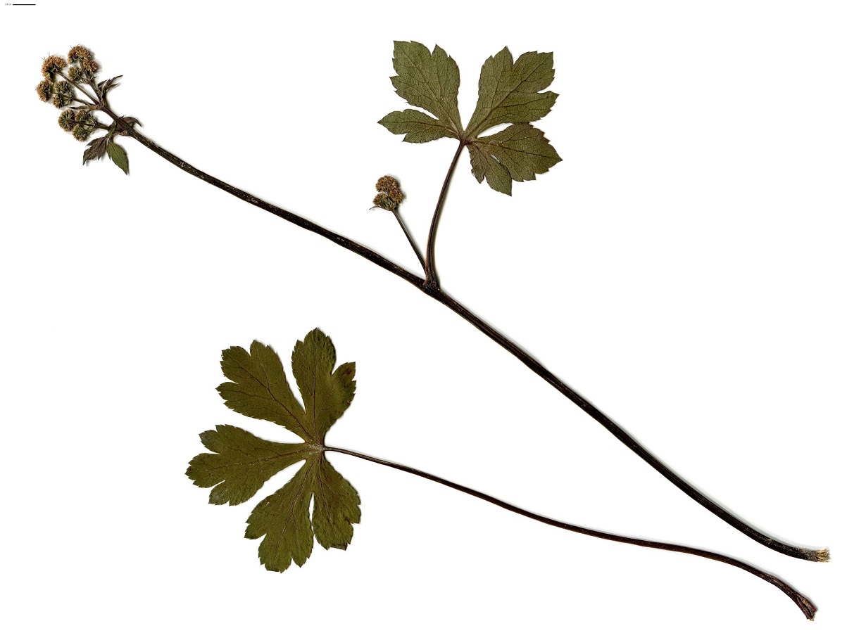 Sanicula europaea (Apiaceae)
